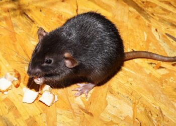 Especies invasivas y plagas en Cantabria: cuando la naturaleza se adapta demasiado a nosotros