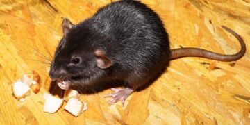 Especies invasivas y plagas en Cantabria: cuando la naturaleza se adapta demasiado a nosotros