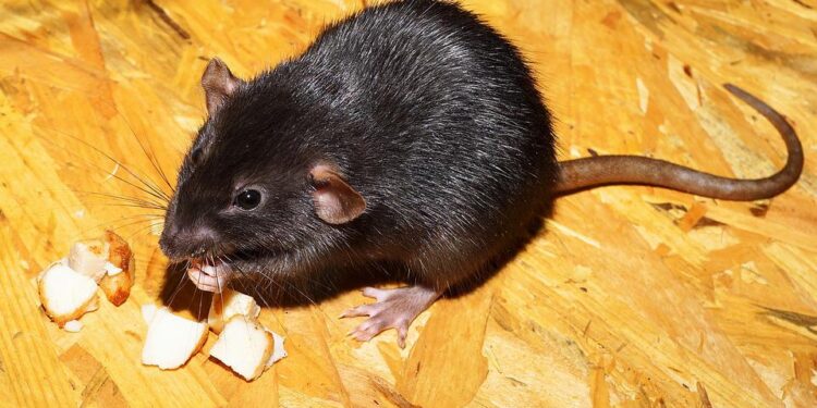 Especies invasivas y plagas en Cantabria: cuando la naturaleza se adapta demasiado a nosotros