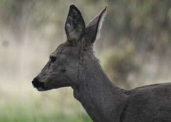 Ruta de los animales increíbles en Cantabria