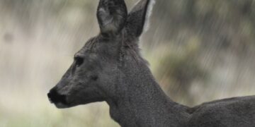 Ruta de los animales increíbles en Cantabria