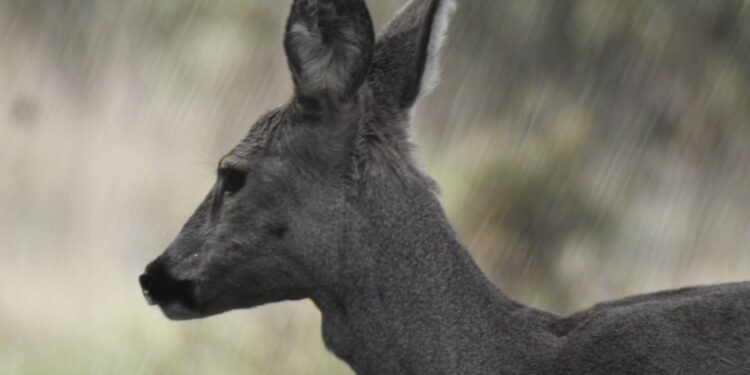 Ruta de los animales increíbles en Cantabria