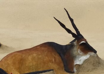 El escultor africano que daba vida a los animales en la playa