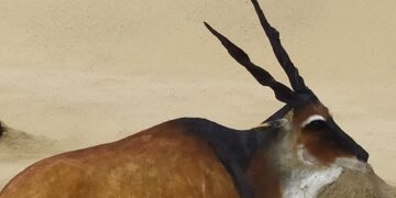 El escultor africano que daba vida a los animales en la playa