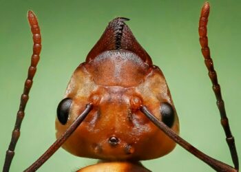 10 películas en que las plagas fueron protagonistas