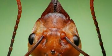 10 películas en que las plagas fueron protagonistas