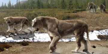 ¿Sabías que hubo leones y osos cavernarios en Santander?