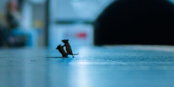 ¿Por qué era más fácil ver las ratas durante el confinamiento?