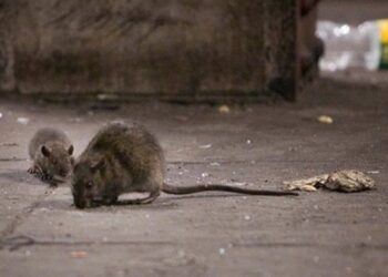 ¿Por qué era más fácil ver las ratas durante el confinamiento?