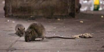 ¿Por qué era más fácil ver las ratas durante el confinamiento?