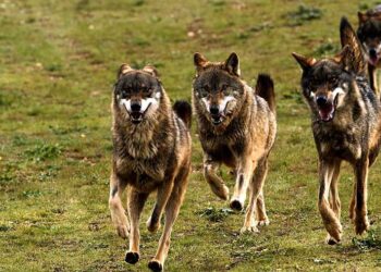 Planes para hacer en Bárcena Mayor y la Reserva del Saja