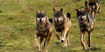 Planes para hacer en Bárcena Mayor y la Reserva del Saja