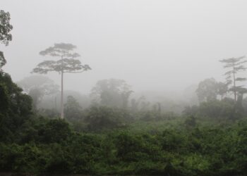 Una investigación sugiere que el origen del VIH puede rastrearse hasta una vacuna contra la polio en África