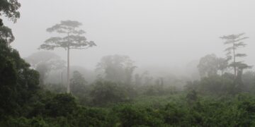 Una investigación sugiere que el origen del VIH puede rastrearse hasta una vacuna contra la polio en África