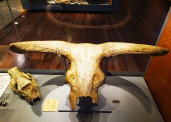 Mi visita al Museo de Ciencias Naturales de Madrid