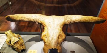 Mi visita al Museo de Ciencias Naturales de Madrid