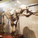 Mi visita al Museo de Ciencias Naturales de Madrid