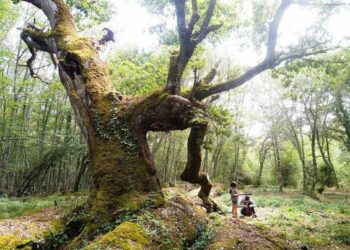 Los árboles más singulares de Cantabria y el Norte de España