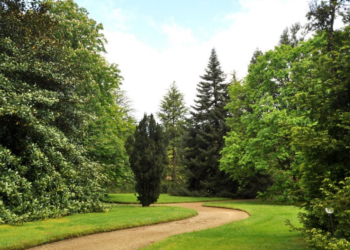 Los árboles más singulares de Cantabria y el Norte de España