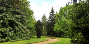 Los árboles más singulares de Cantabria y el Norte de España