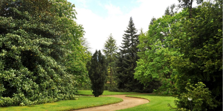 Los árboles más singulares de Cantabria y el Norte de España