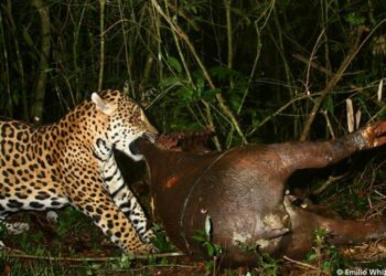 Un gimnasio de Brazilian Jiu-Jitsu en Barcelona nos ofrece las virtudes de los animales de la jungla amazónica