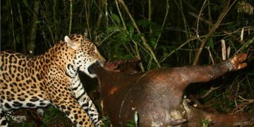 Un gimnasio de Brazilian Jiu-Jitsu en Barcelona nos ofrece las virtudes de los animales de la jungla amazónica