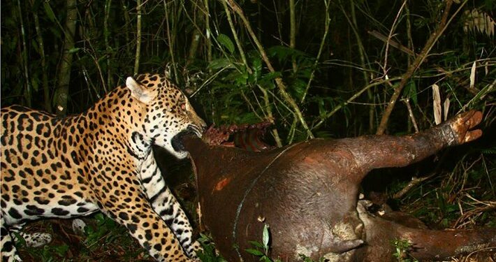 Un gimnasio de Brazilian Jiu-Jitsu en Barcelona nos ofrece las virtudes de los animales de la jungla amazónica