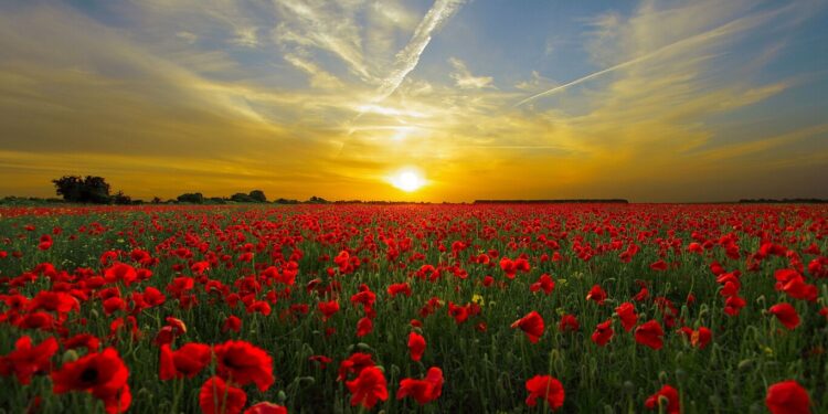 EL OLVIDO DE LAS OTRAS – 1. Un campo de flores muertas