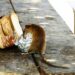 Prevención de plagas con más limpieza profesional en Vallecas, Lavapiés y otros barrios afectados
