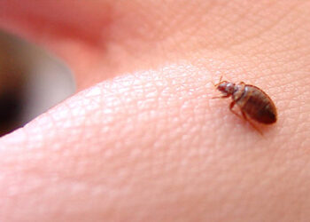 Prevención de plagas con más limpieza profesional en Vallecas, Lavapiés y otros barrios afectados