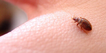 Prevención de plagas con más limpieza profesional en Vallecas, Lavapiés y otros barrios afectados