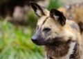 El Parque de la Naturaleza de Cabárceno planea agregar una nueva especie: el licaón o perro salvaje africano