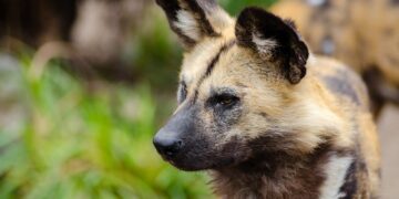 El Parque de la Naturaleza de Cabárceno planea agregar una nueva especie: el licaón o perro salvaje africano