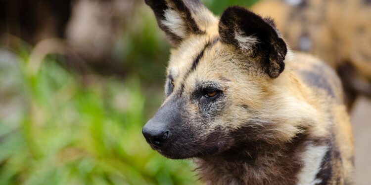 El Parque de la Naturaleza de Cabárceno planea agregar una nueva especie: el licaón o perro salvaje africano