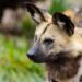El Parque de la Naturaleza de Cabárceno planea agregar una nueva especie: el licaón o perro salvaje africano