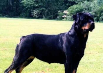 Perros peligrosos en Cantabria usados como arma en Santander