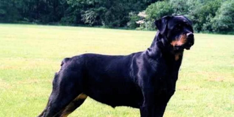 Perros peligrosos en Cantabria usados como arma en Santander