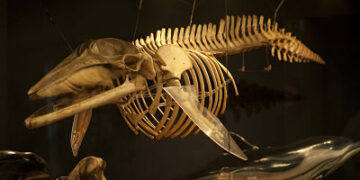 Menú del día en Santander y 20 planes para hacer aquí