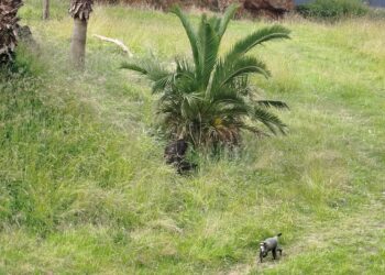 El test de los animales de Cabárceno