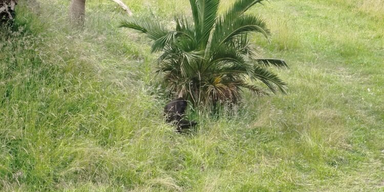 El test de los animales de Cabárceno