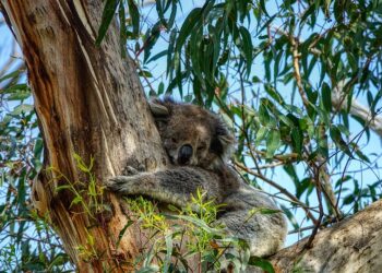 Plantar eucaliptos en Cantabria: árboles útiles y saludables para humanos y animales
