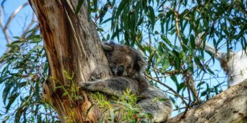 Plantar eucaliptos en Cantabria: árboles útiles y saludables para humanos y animales