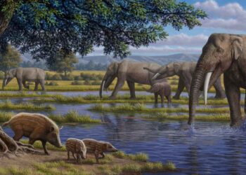 Limpieza de empresas en Vallecas: los elefantes vallecanos de hace 14 millones de años