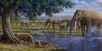 Limpieza de empresas en Vallecas: los elefantes vallecanos de hace 14 millones de años