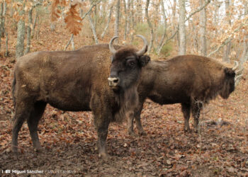 Las mejores rutas para hacer en coche por Cantabria
