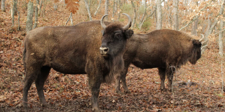 Las mejores rutas para hacer en coche por Cantabria