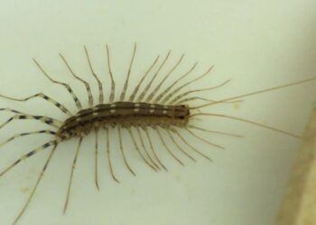 Eliminación de escolopendras en Santander