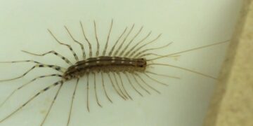 Eliminación de escolopendras en Santander