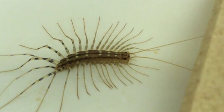 Eliminación de escolopendras en Santander